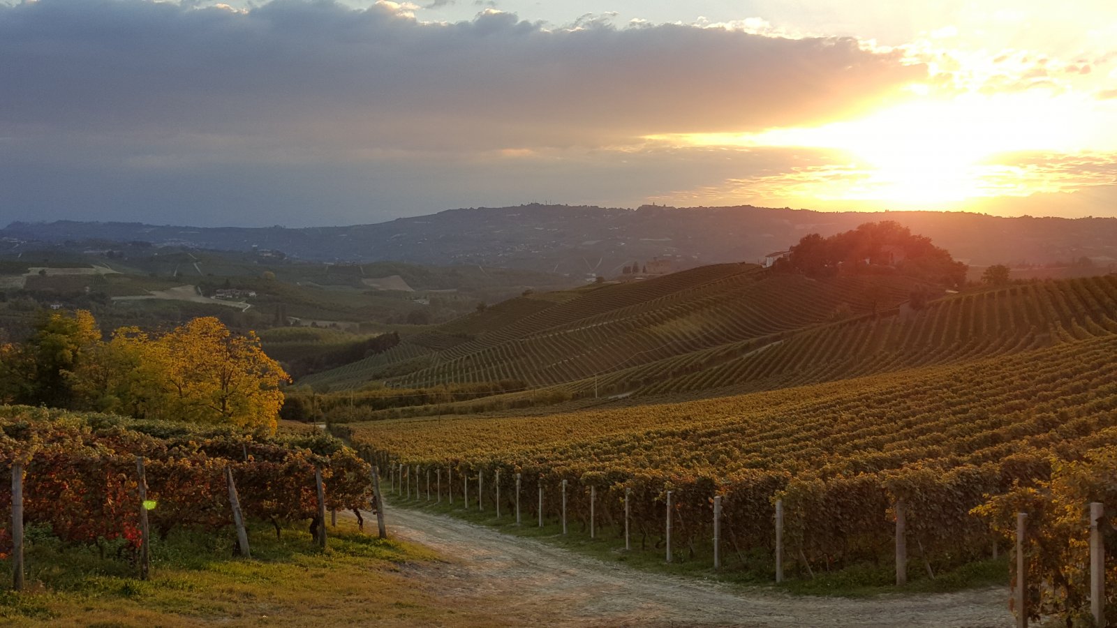 Elio Altare vineyards during sunset
