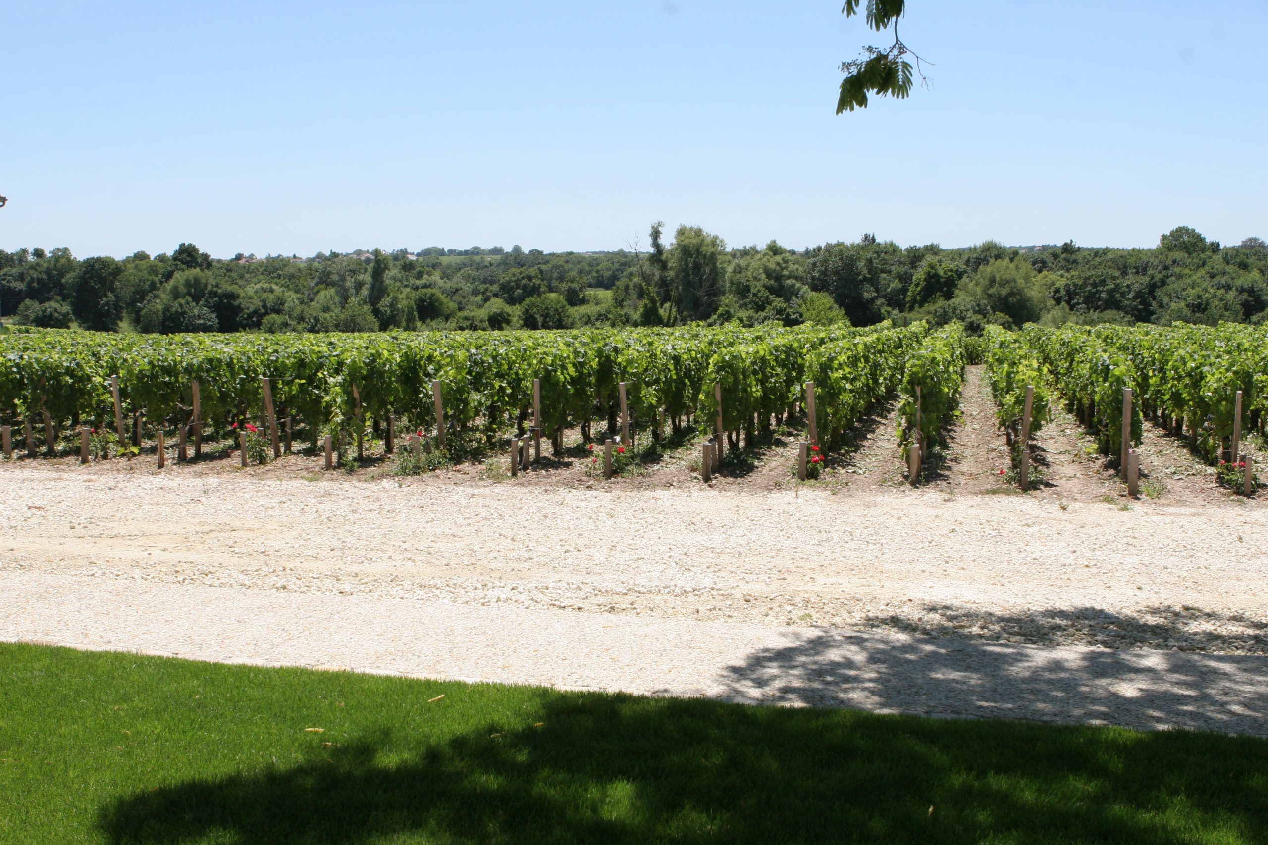 Chateau Haut Marbuzet vineyards