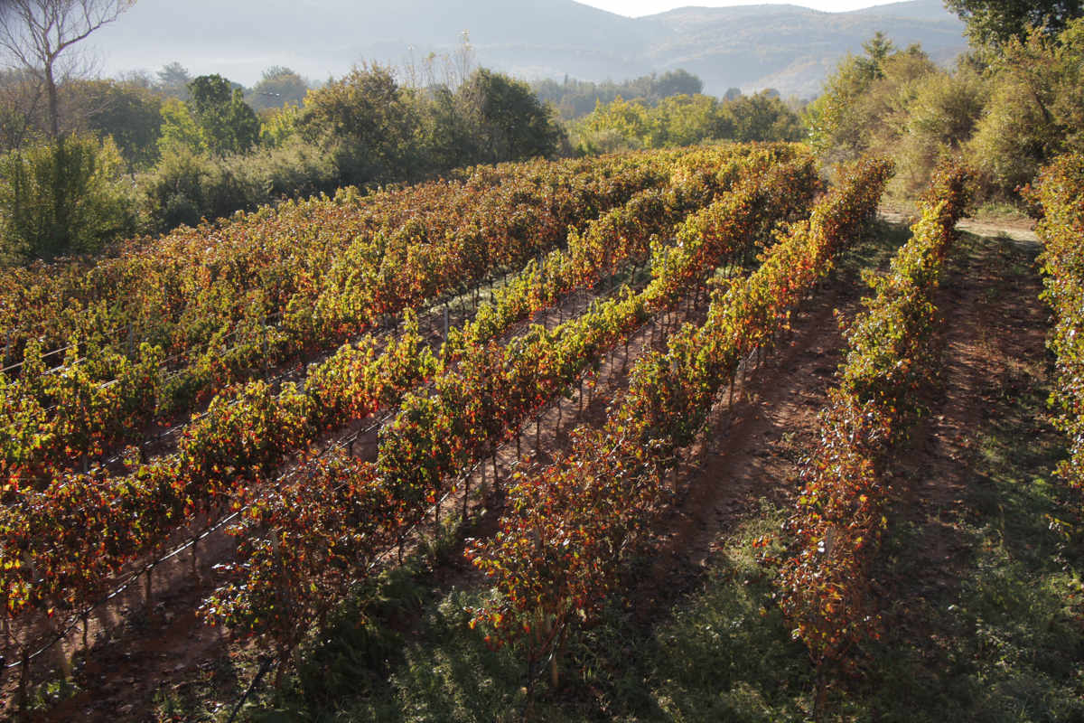 Tselepos Vineyards Autumn