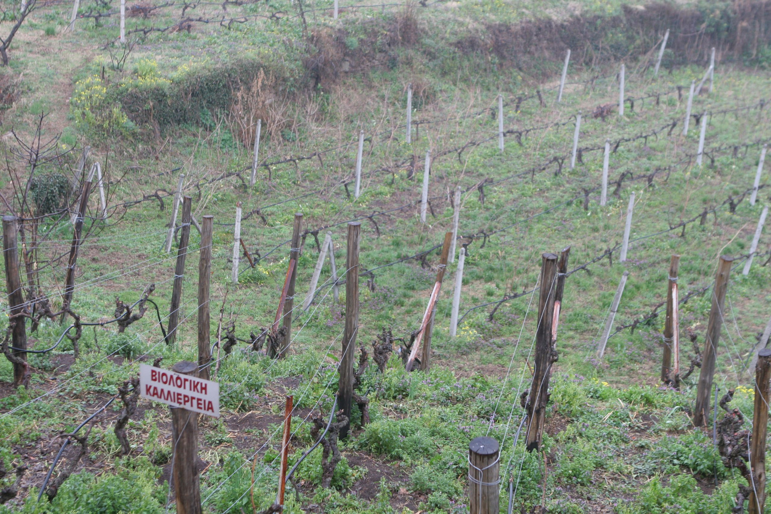 Domaine Dalamara vineyards