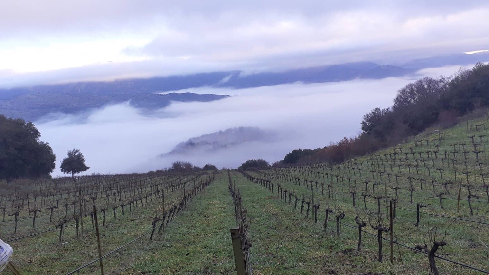 antonopoulos fog-vineyards_2