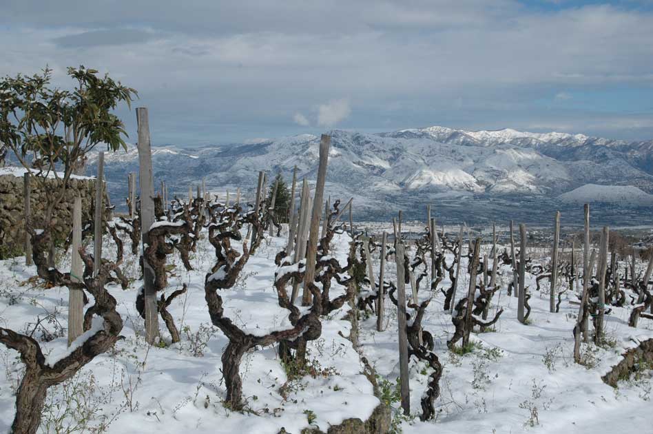 tenuta delle terre nere vineyards winter