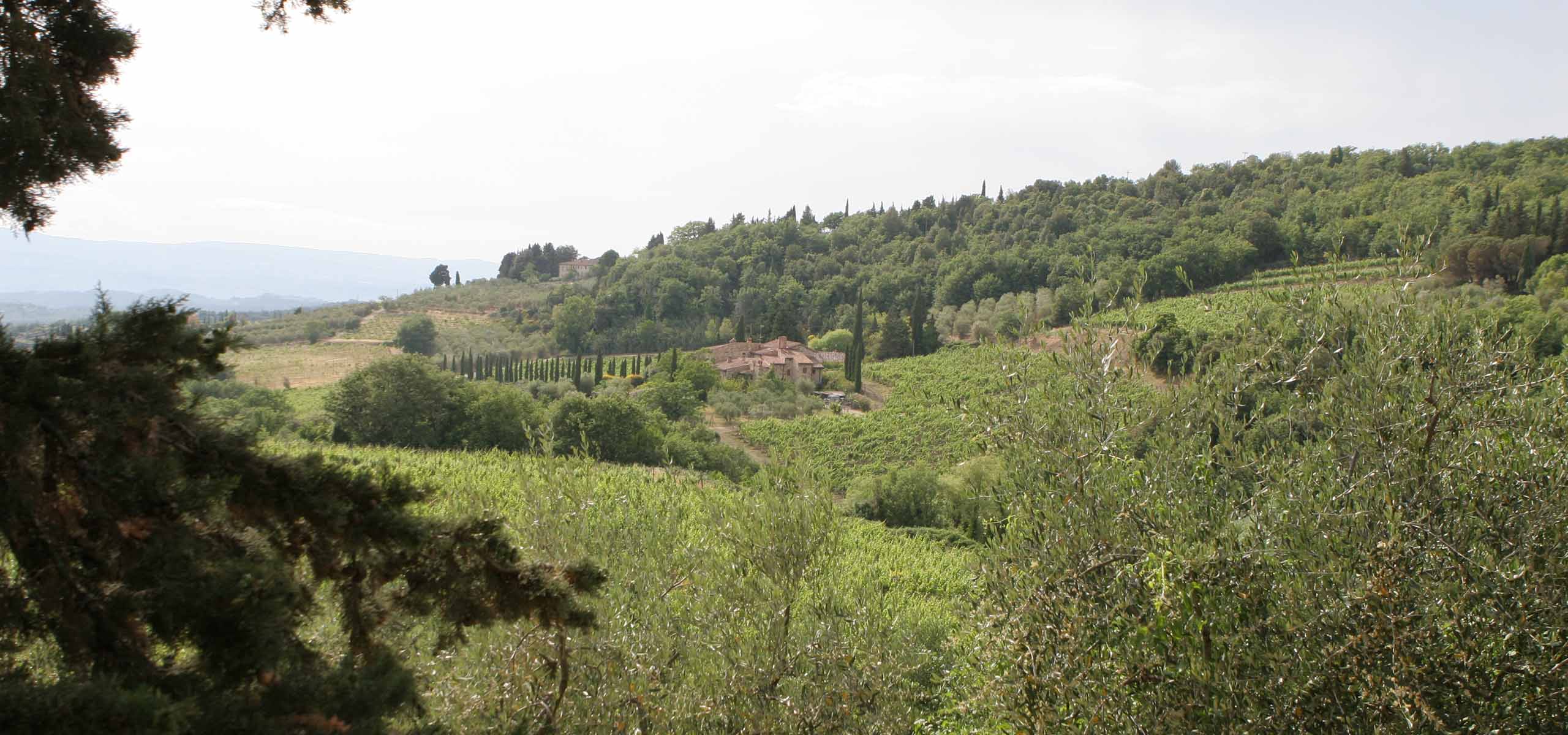 castellare di castellina vineyards