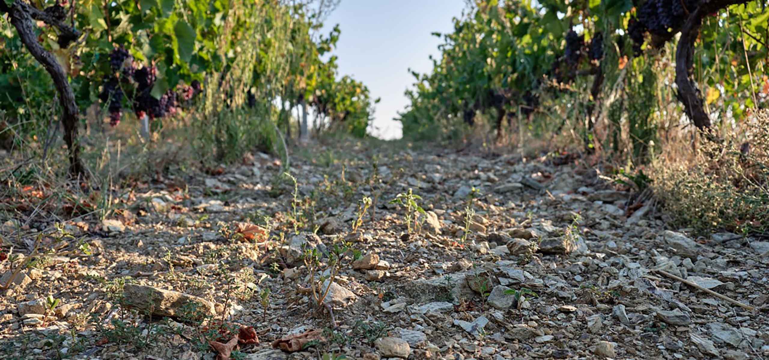 terra olympus vineyards