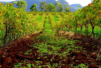 australia.vineyard