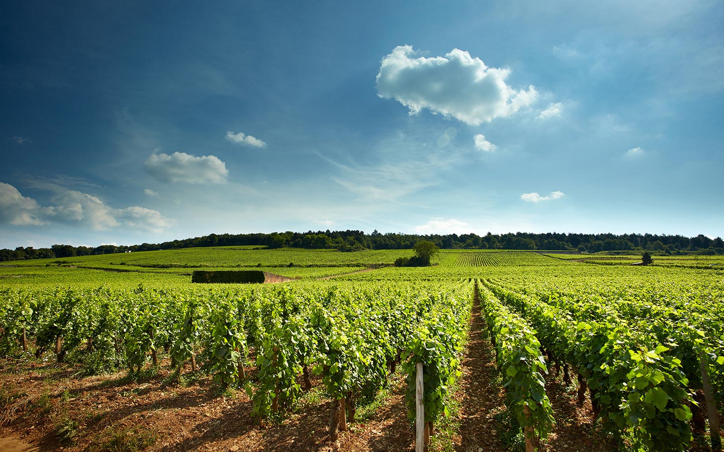 Domaine Henri Boillot