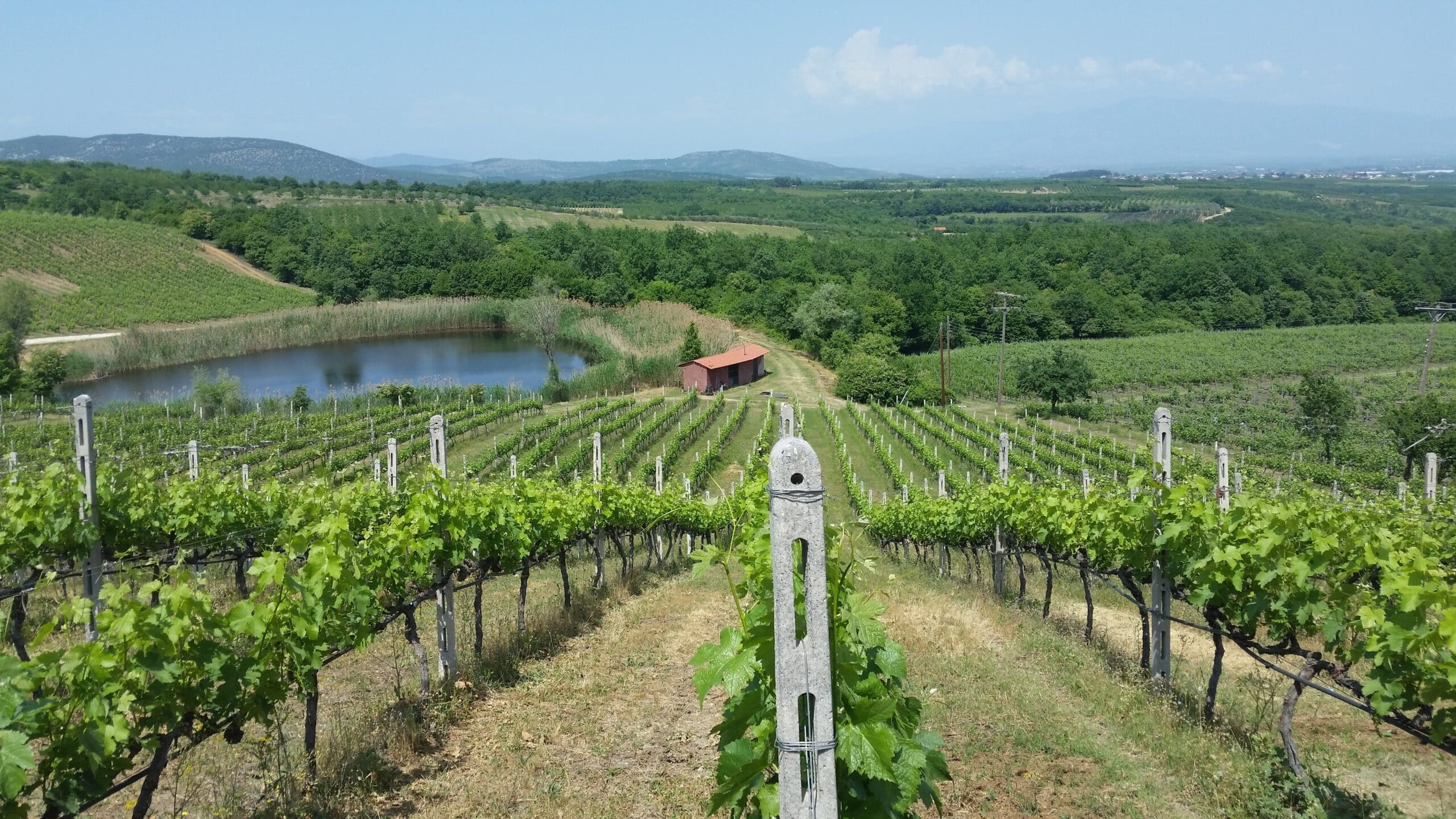 Ktima Kir_Yianni vineyards