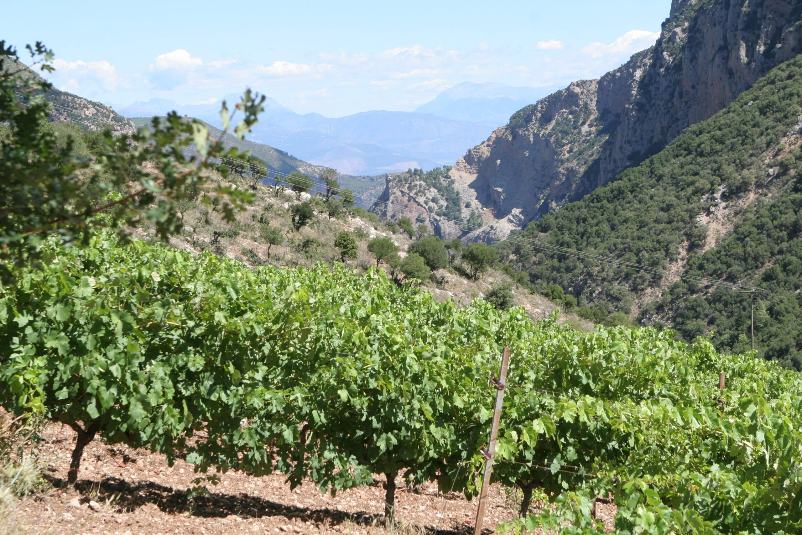 Mega Spileo Vineyards with view