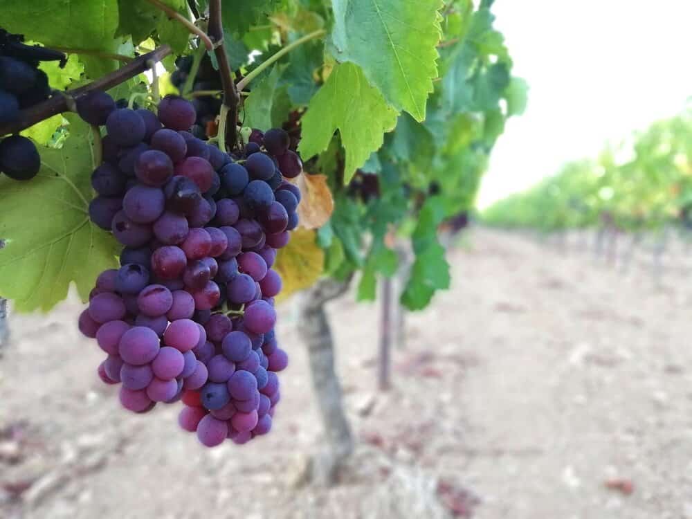 lipsi winery fokiano grape