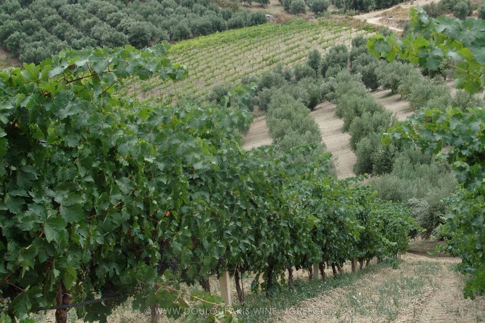 2-vineyard-cabernet-sauvignon