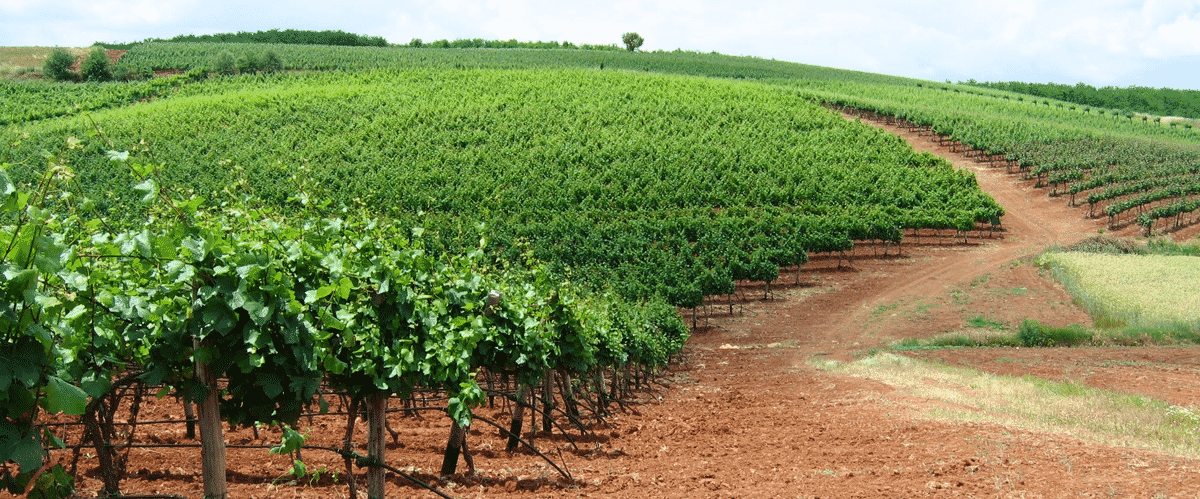 Domaine Kikones